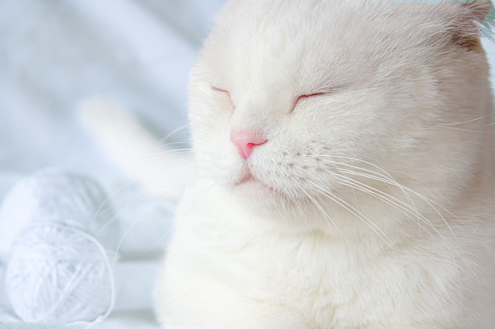 Photograph by Екатерина Николаенко