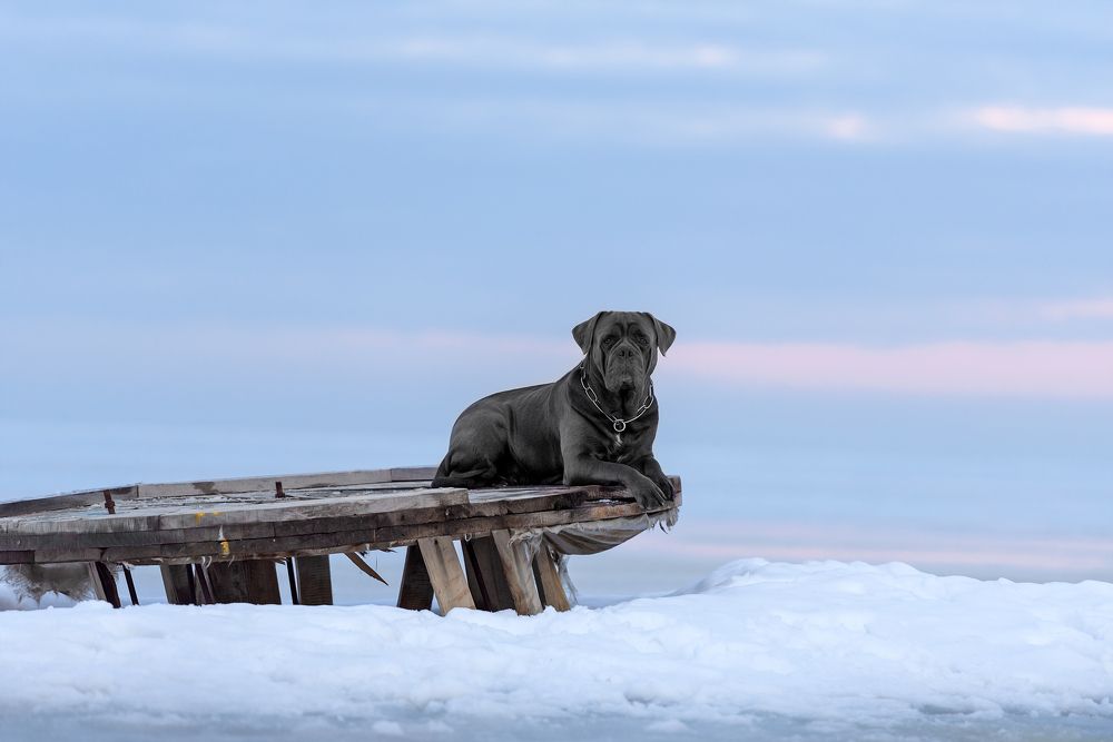 Photograph by Irina Kovaleva