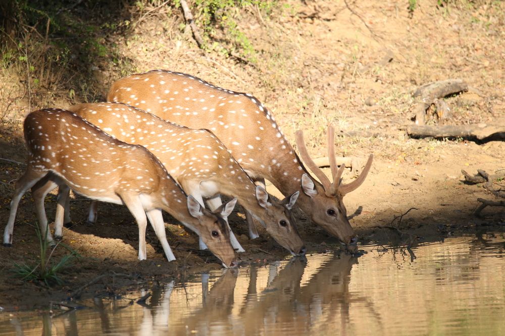 Фотография автора Randunu Jayasinghe