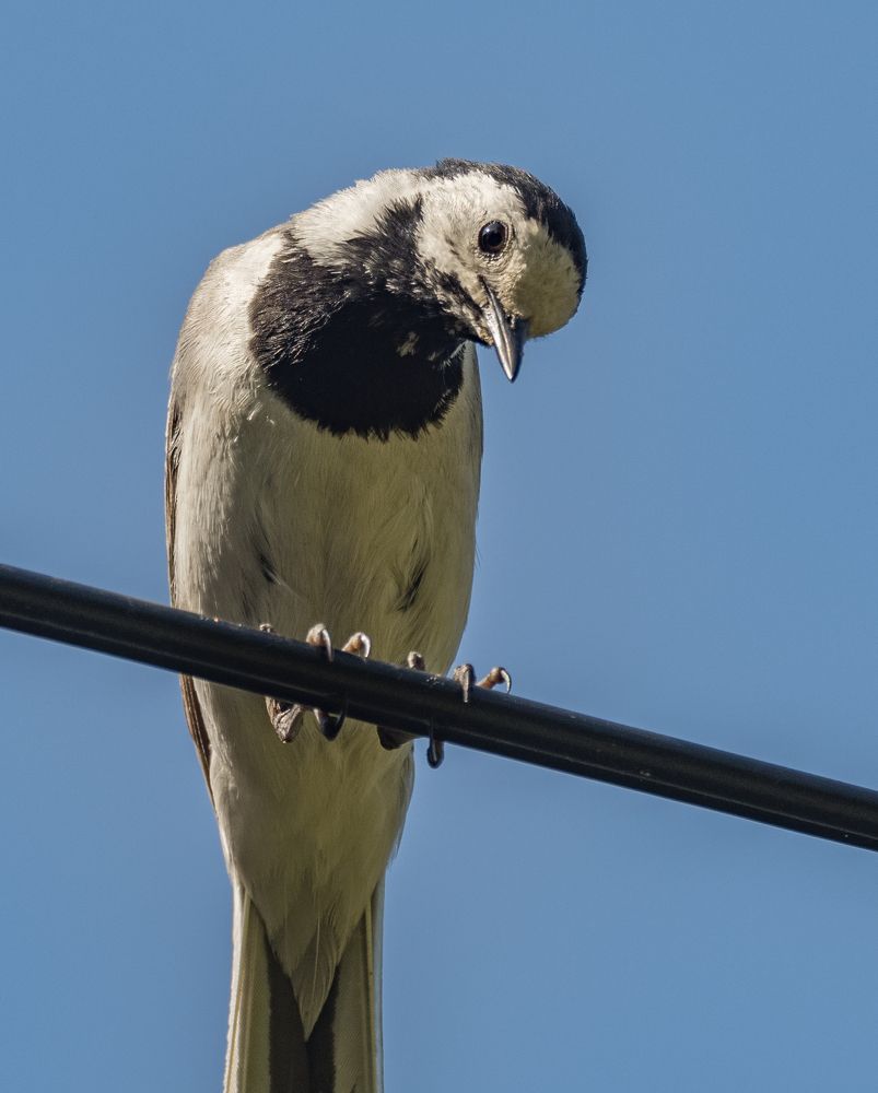 Фотосессия с трясогузкой