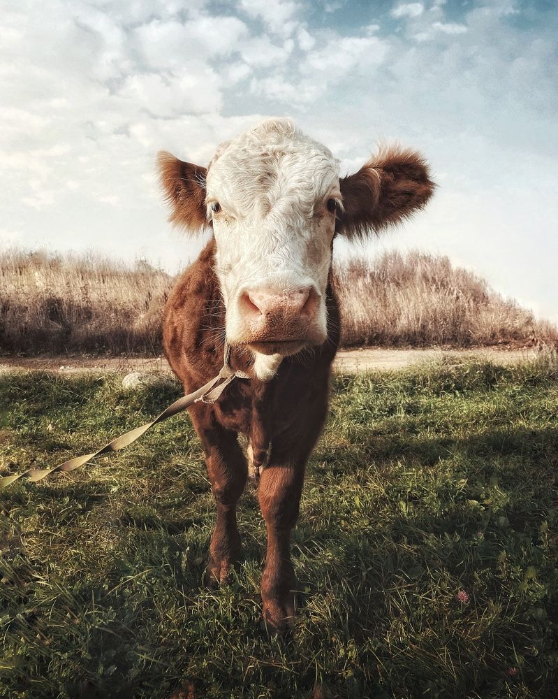 Photograph by Сергей Протасов