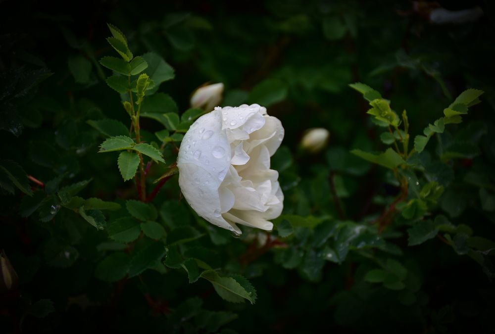 Белый цветок : шиповник зацвёл.