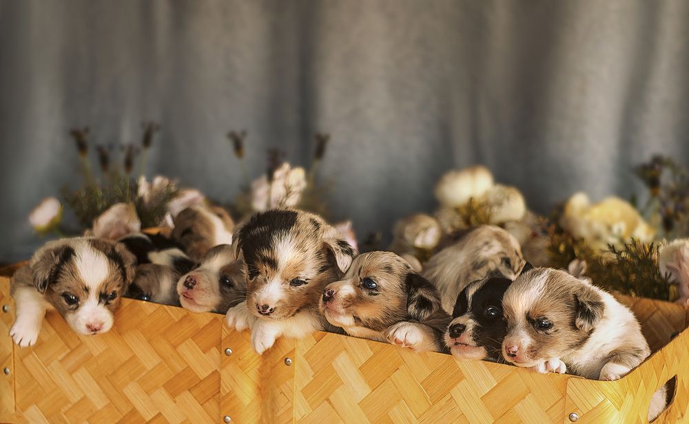 Кробака со щенками.