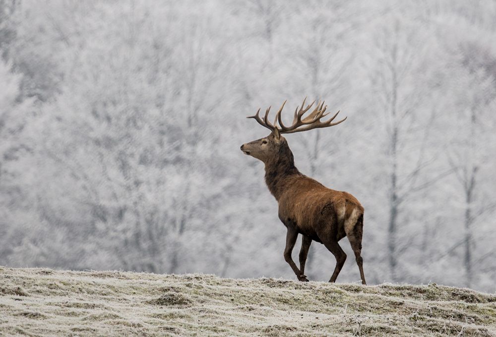 Фотография автора Iulian Vieru