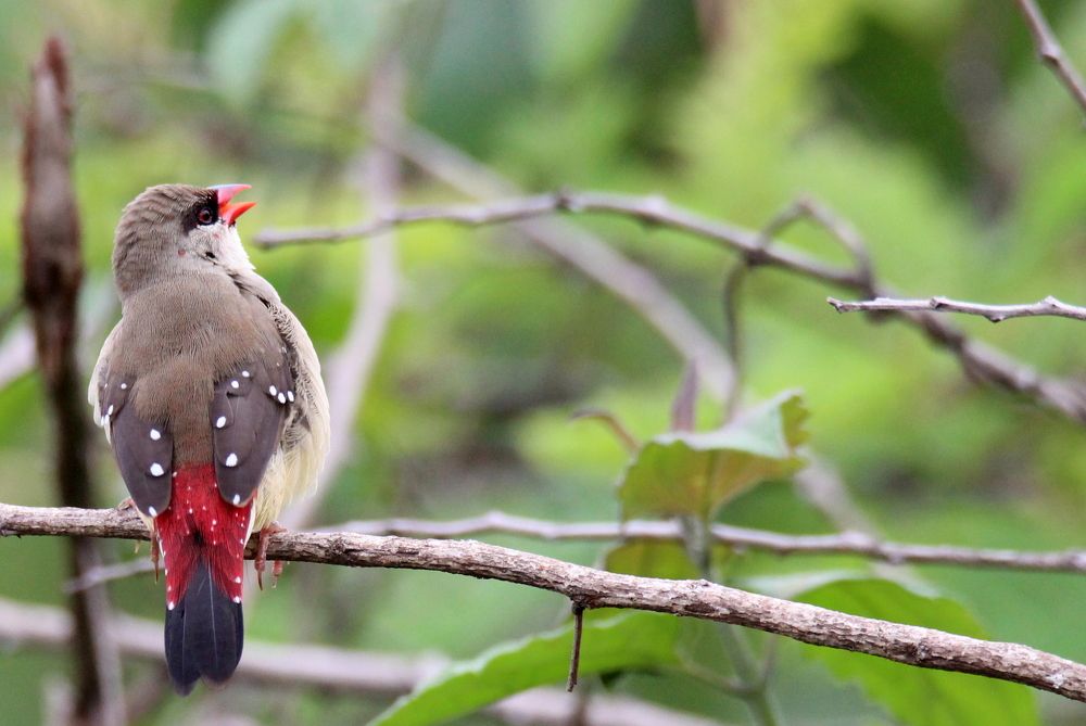 The long call of Female Red Avadavat
