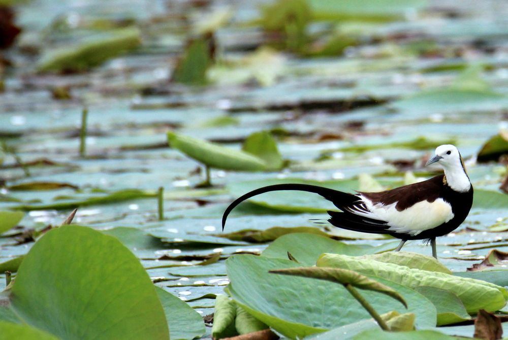 Photograph by Sunil Agadi