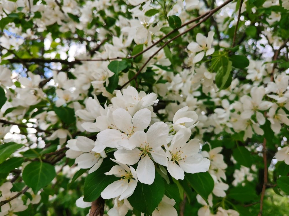 Самая северная яблоня