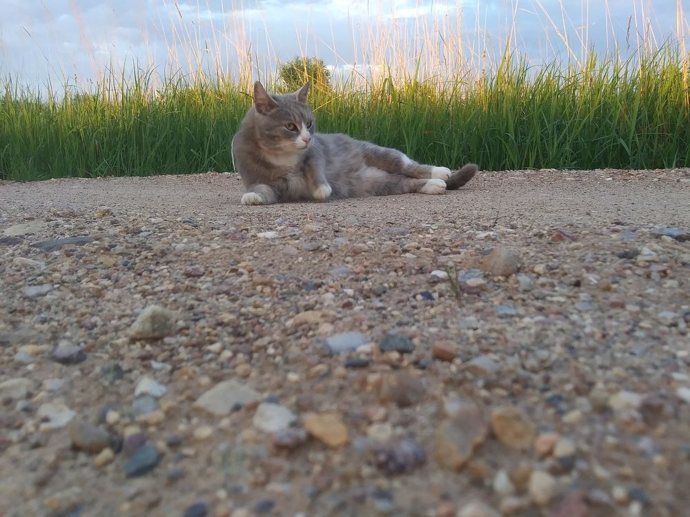 Милая кошка лежит на дорожке.