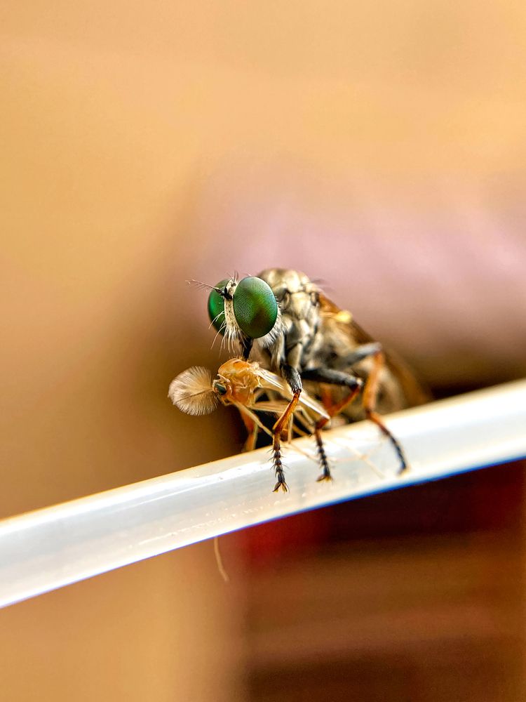 Killer Robberfly
