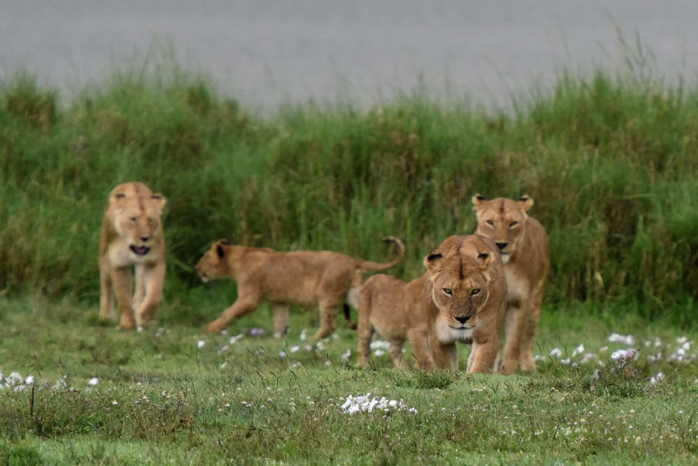 Жизнь прайда