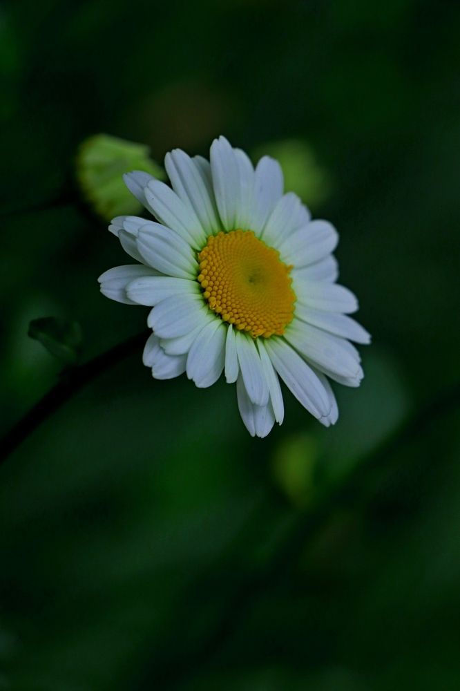 Photograph by Светлана Каморина