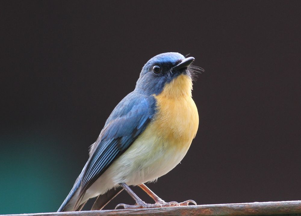 Photograph by Sunil Agadi
