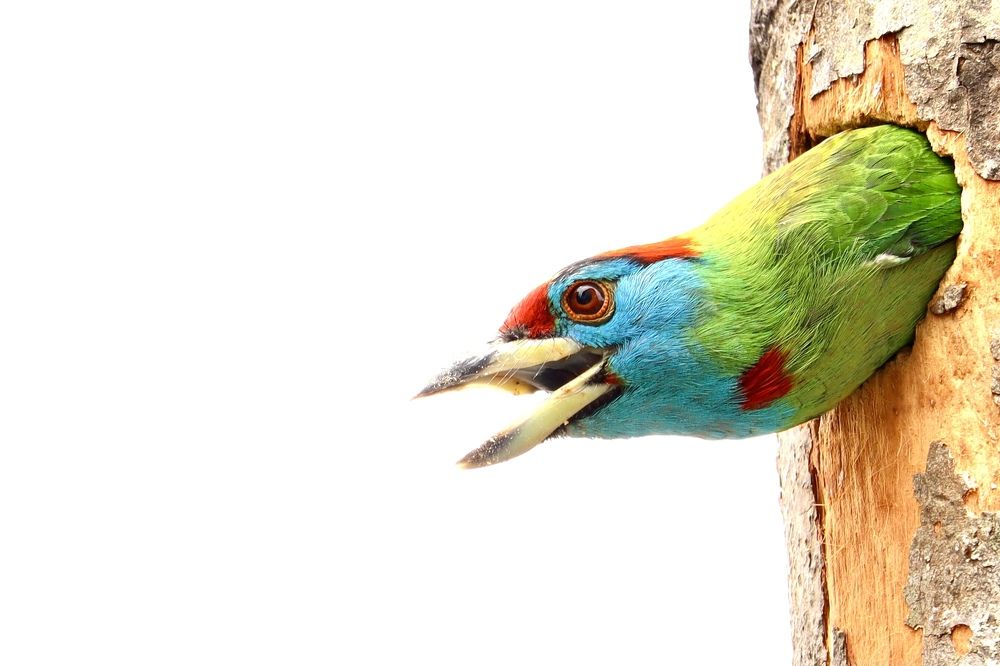 Photograph by Dr.Kaustav Bhowmik