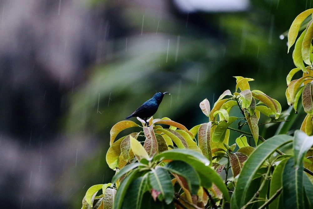 Photograph by Dr.Kaustav Bhowmik