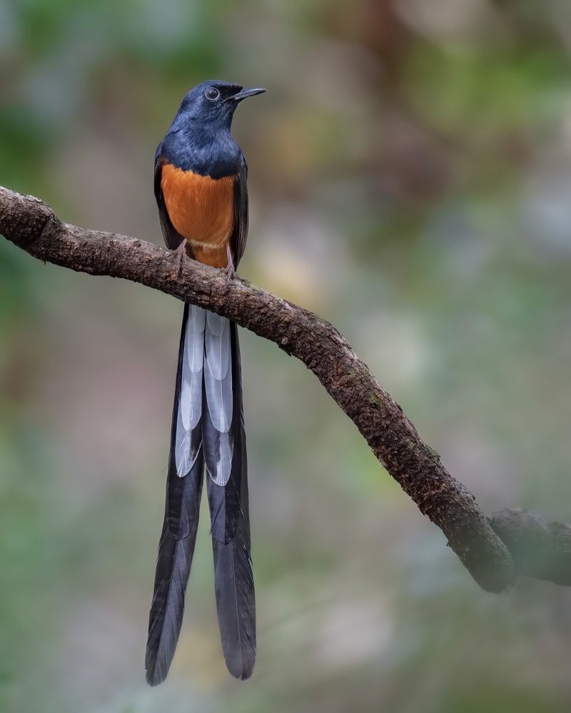 Photograph by siva athithya s