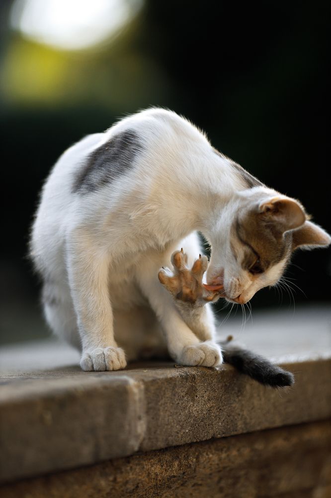 Photograph by Nika & Ramin