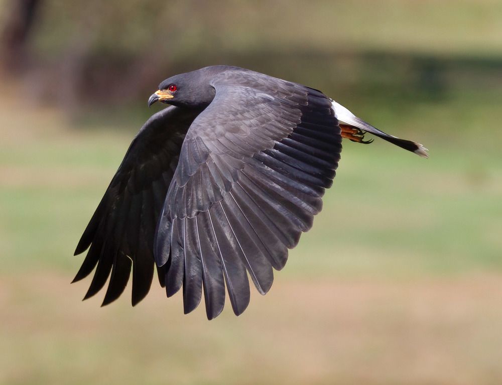 O voô do Caramujeiro
