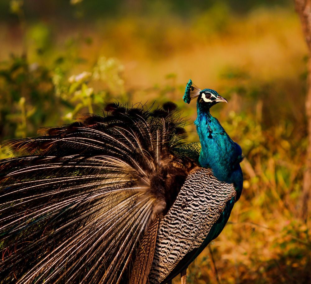 Photograph by Venkatesh K
