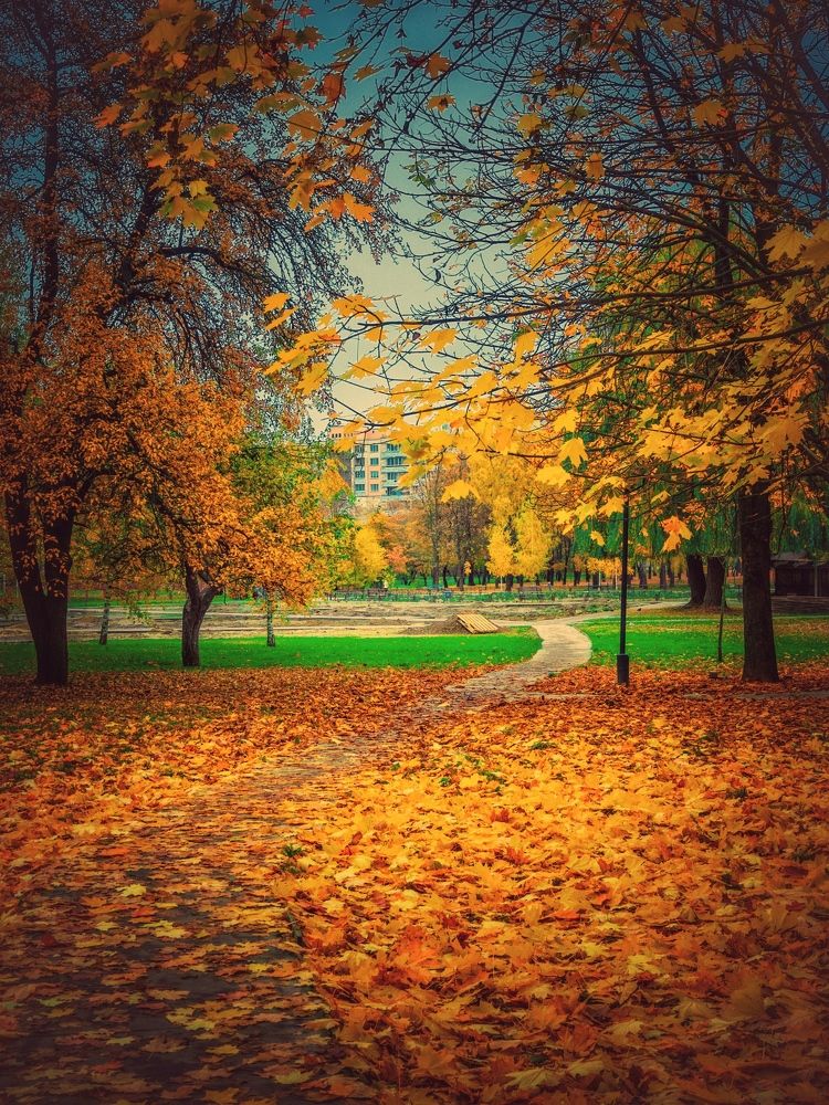 Печень тёплой осени