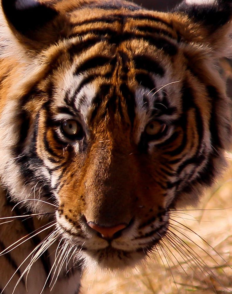 Photo #6200845
