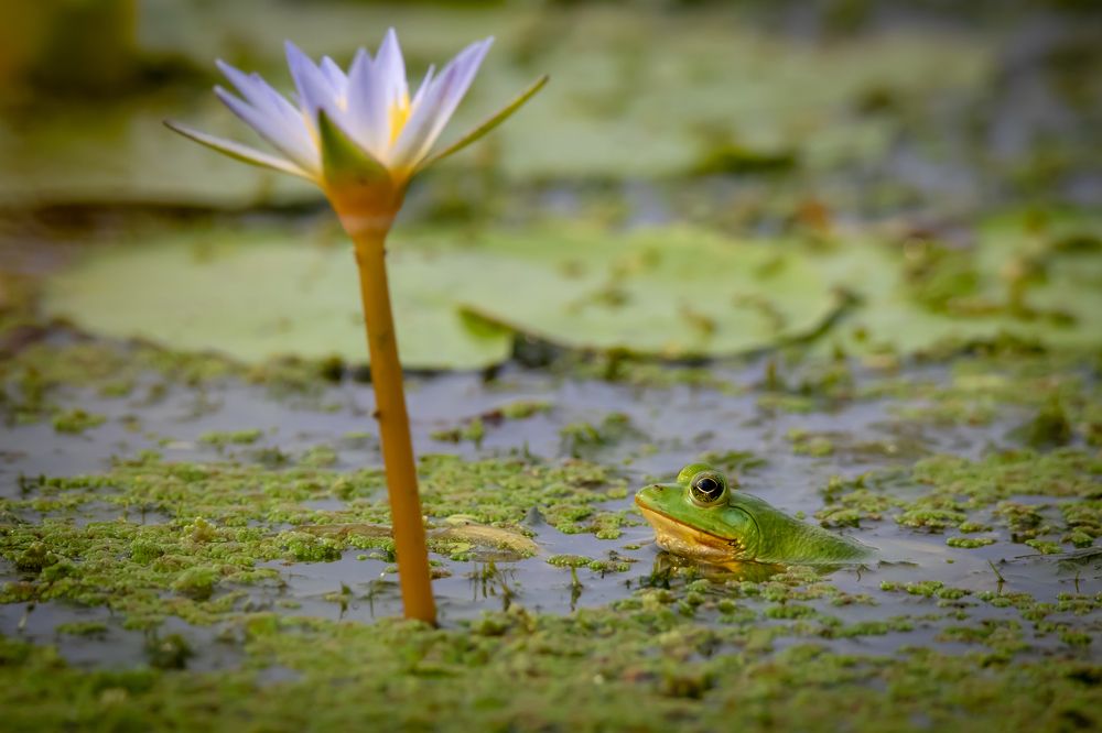 Indian Pond Frog