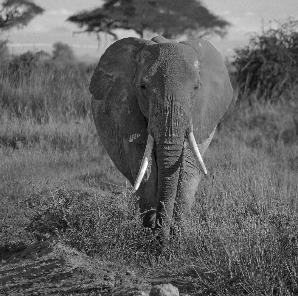 Photograph by bharath kumar