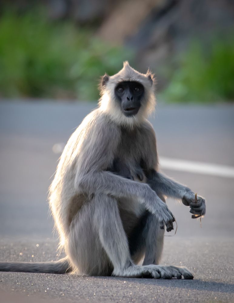 Photograph by Prasanna Ravichandra