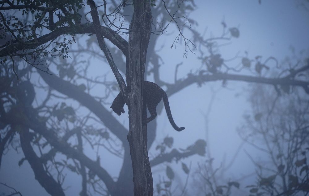 Leopard Cub with dreamy background.!