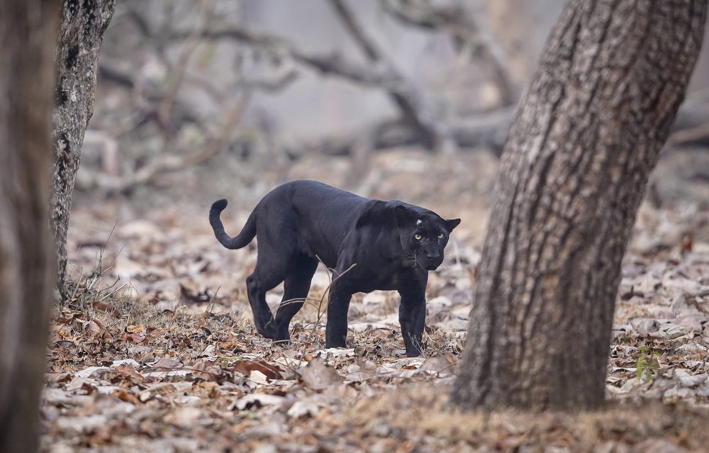 Beauty & the Beast.!