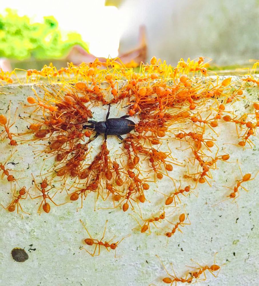 Union of strength and restoration