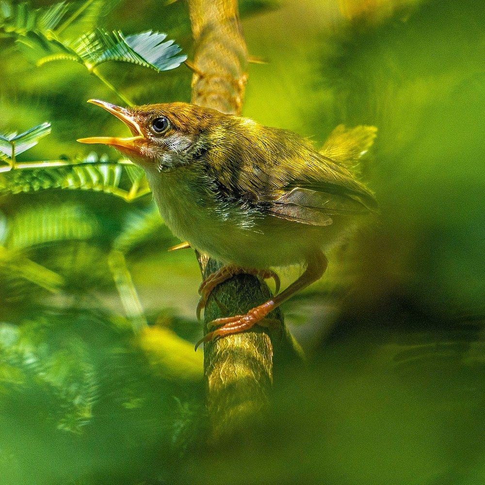 wildlife photography