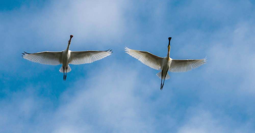 wildlife photography