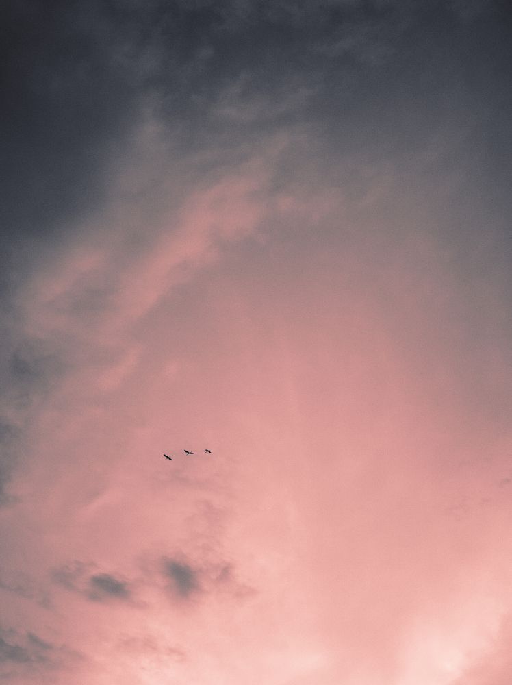Fly Like Stork