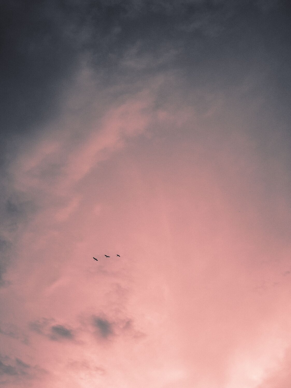 Fly Like Stork