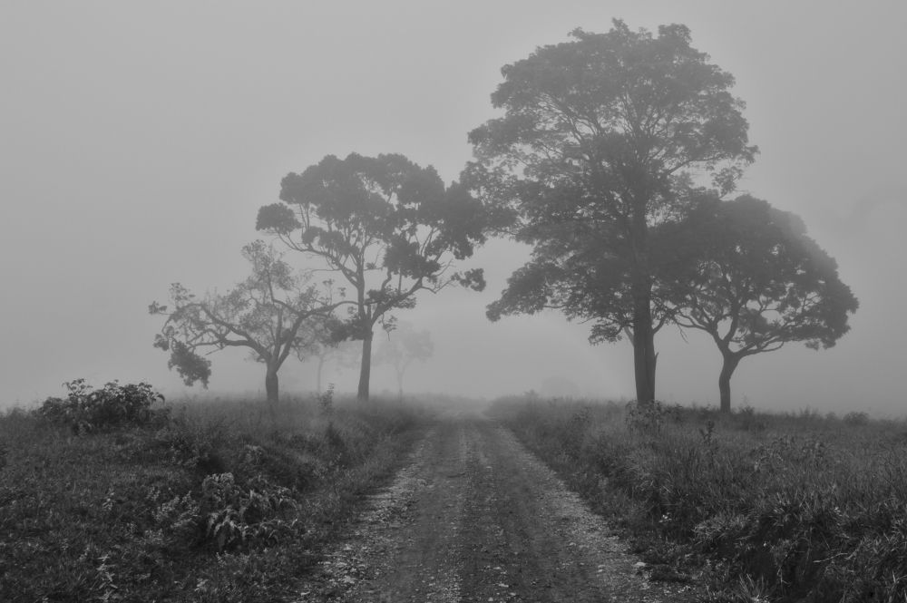 Photograph by VANDEIR FERREIRA SILVA PAIXAO