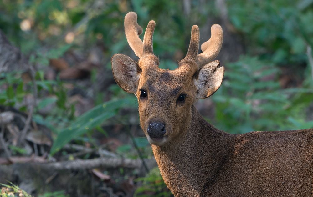 Photograph by CHINTA HARAN GHOSH