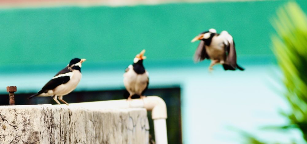 Photograph by Dr.Kaustav Bhowmik