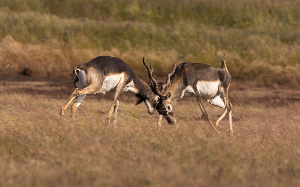 Фотография автора CHINTA HARAN GHOSH