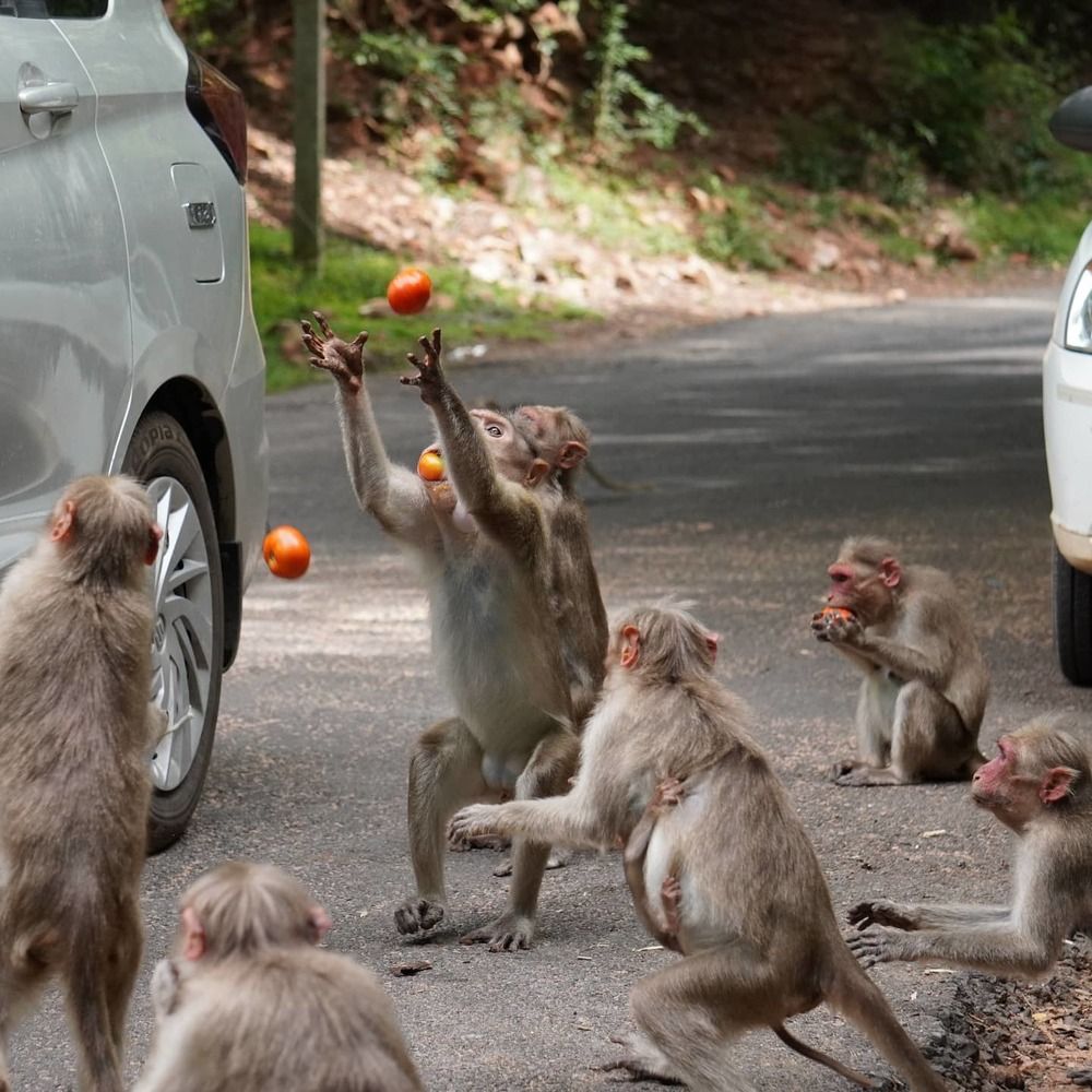 wildlife photography