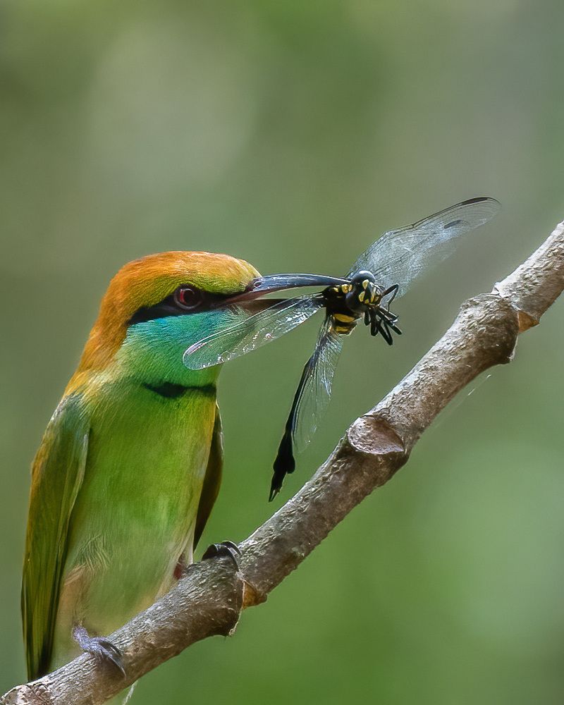 Green Bee-eater with Dragon fly catch