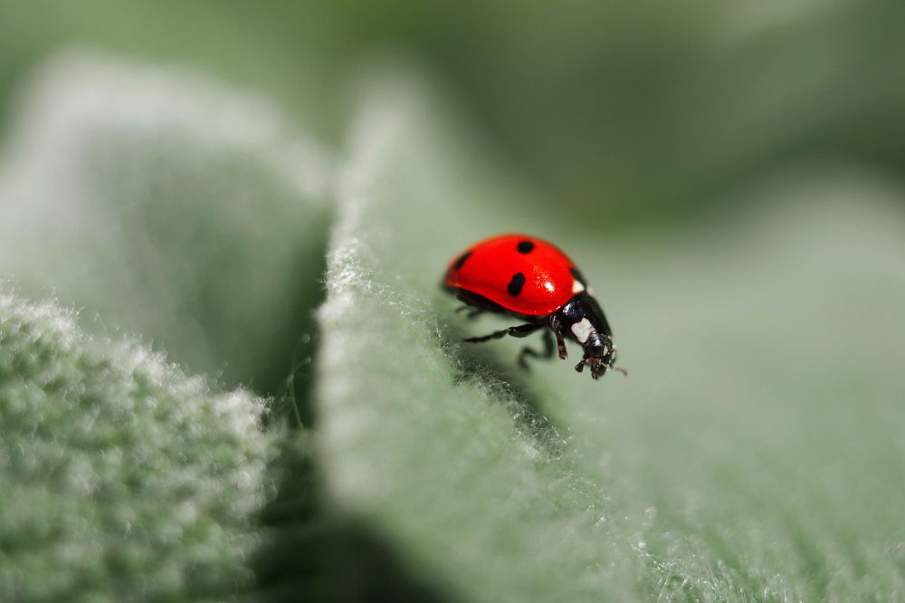 Photograph by Юлия Гаранина