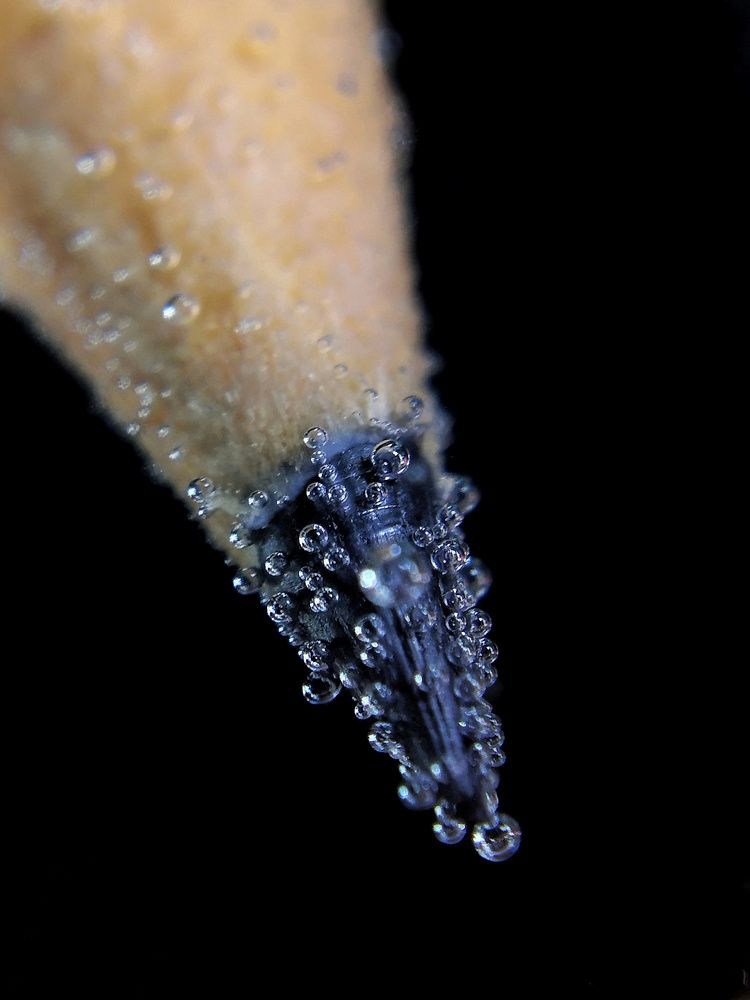 Macro