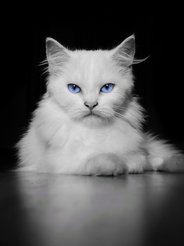 cat portrait