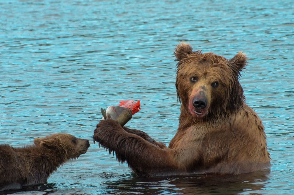 Photograph by Юлия Тельпова