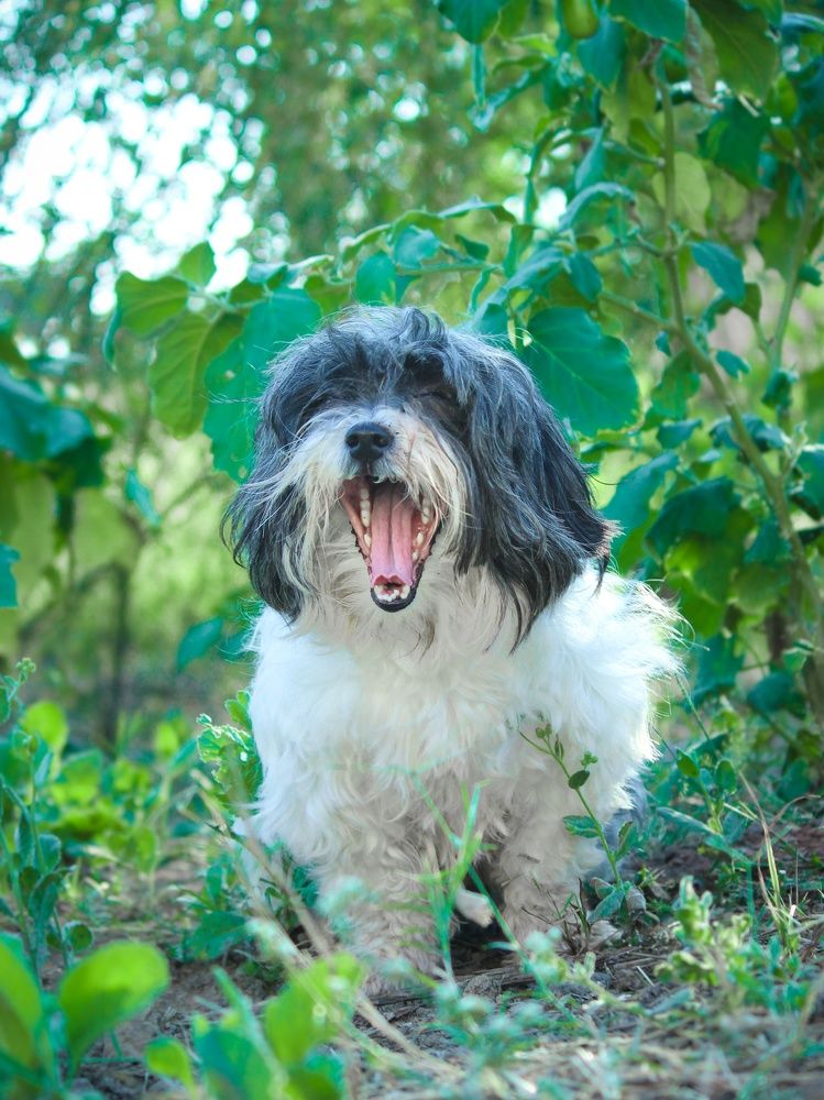 dog portrait