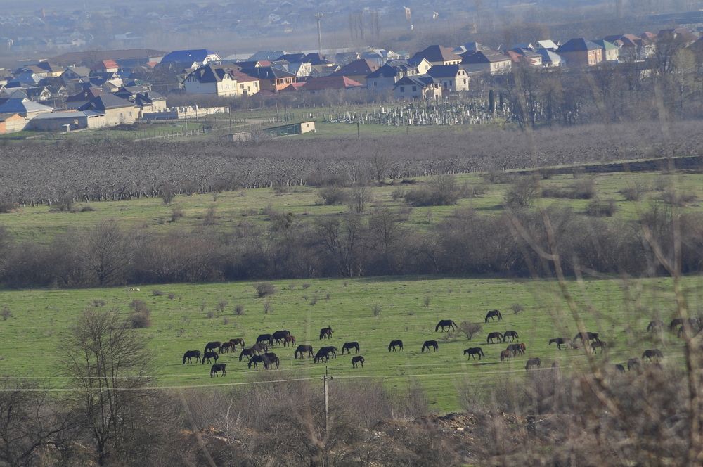 Карачаевские лошади