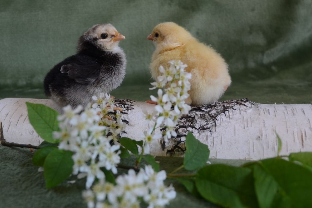 Photograph by Оксана Давыдова