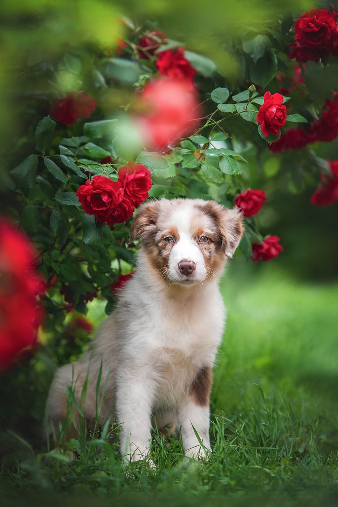 Фотография автора Анна Вильховая