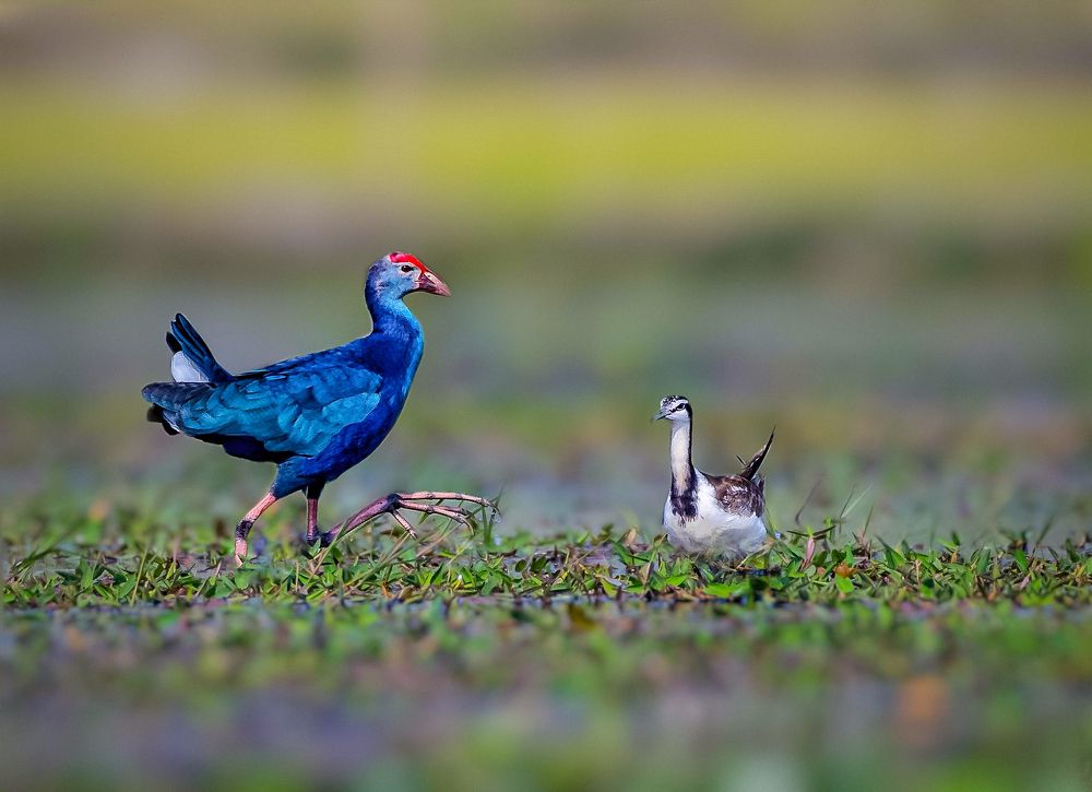 Friendship has no barriers