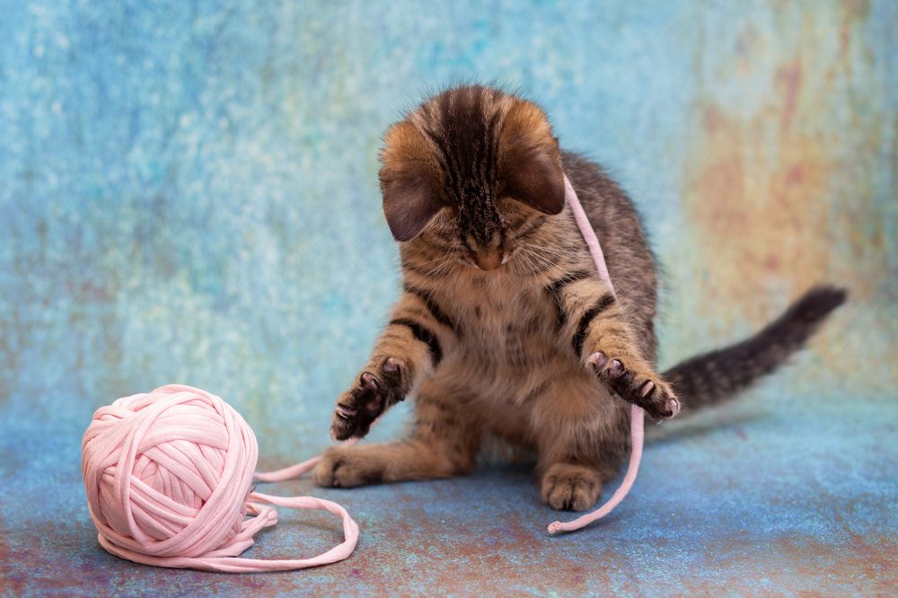 Photograph by Екатерина Коломеец